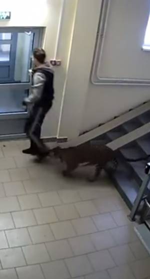 Rosjanin w Niżnym Nowogrodzie hoduje lamparta [+VIDEO]